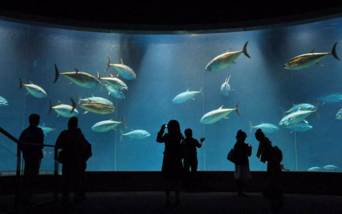 3-Aquarium