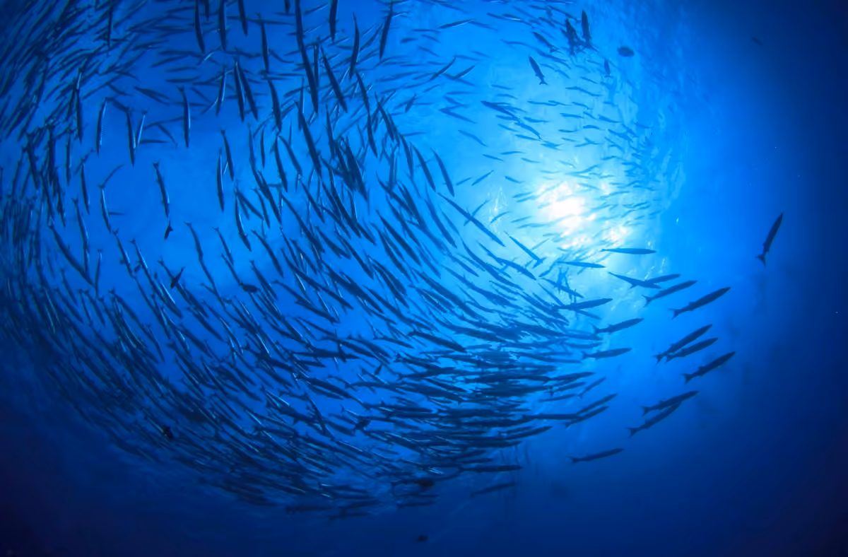 Blueing-the-NDCs_shutterstock_519883603