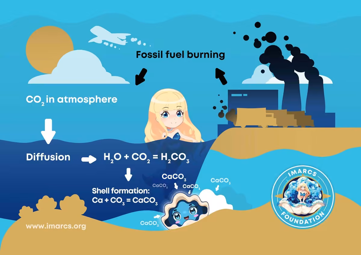 CO2-Emissions-Turned-Into-Giant-Clam-Shells-IMARCS
