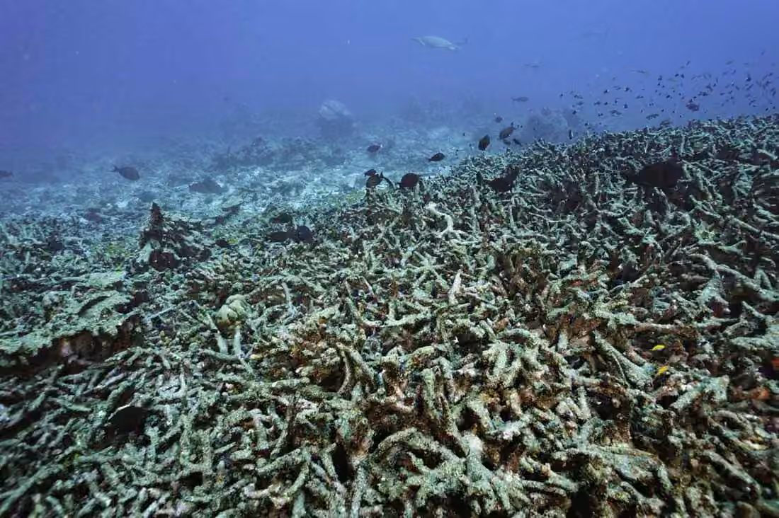 coral-bleaching