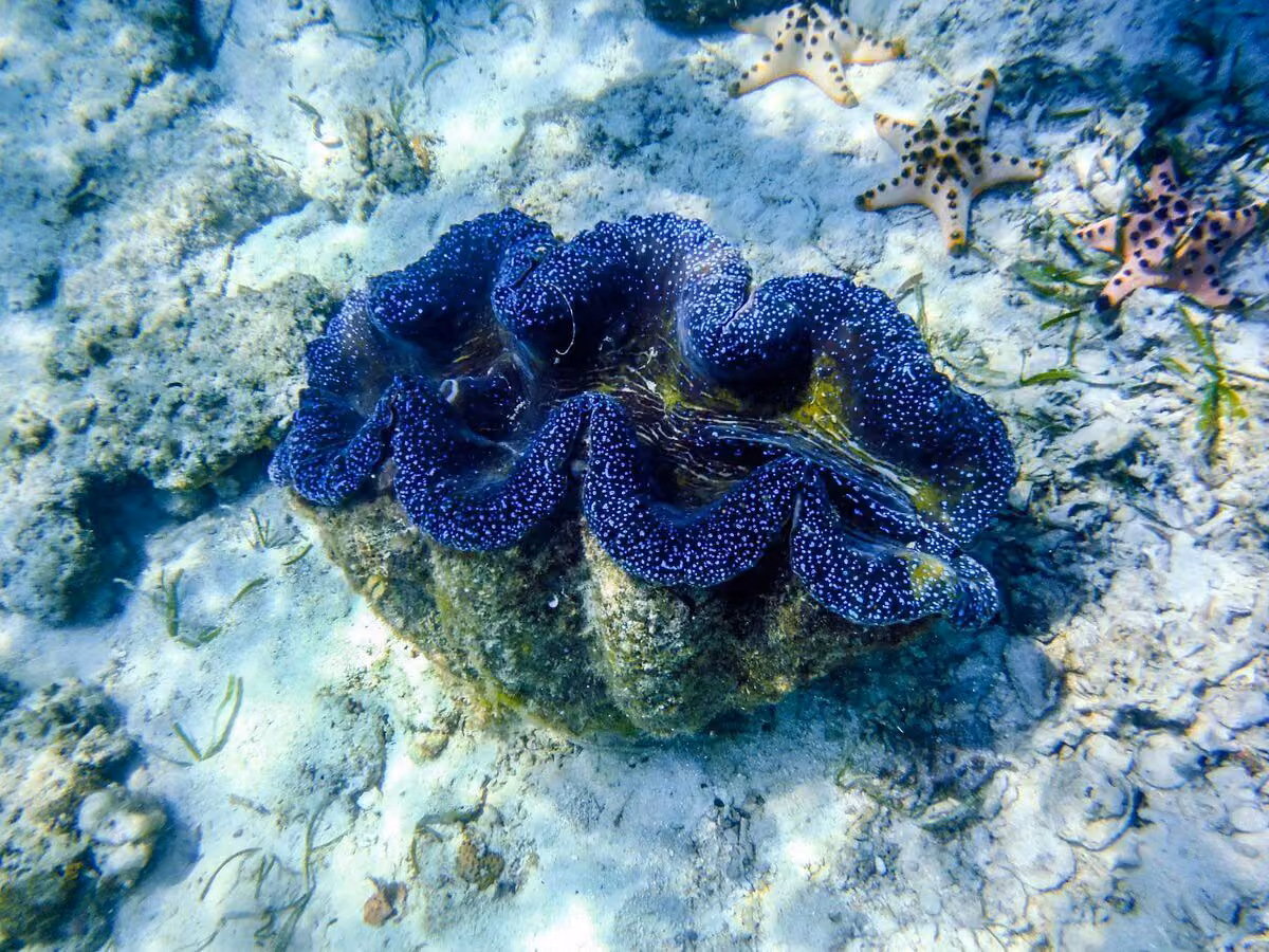 Giant Blue Ocean Clam IMARCS