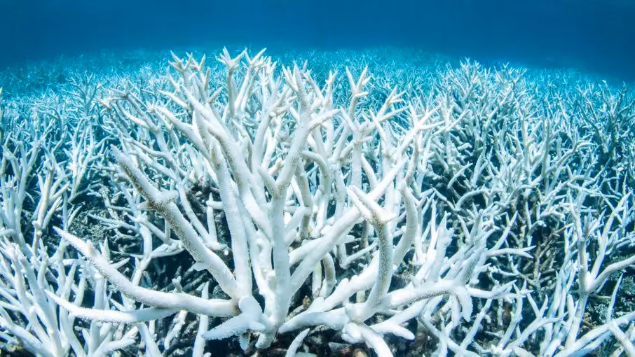 Giant clams vs. corals Their importance to reefs and the greater environment IMARCS