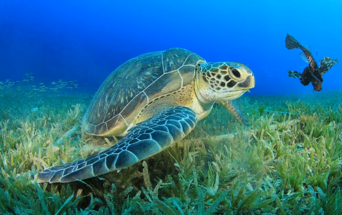 Green-Sea-Turtle