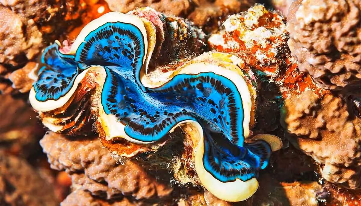 IMARCS - Giant Clams 234