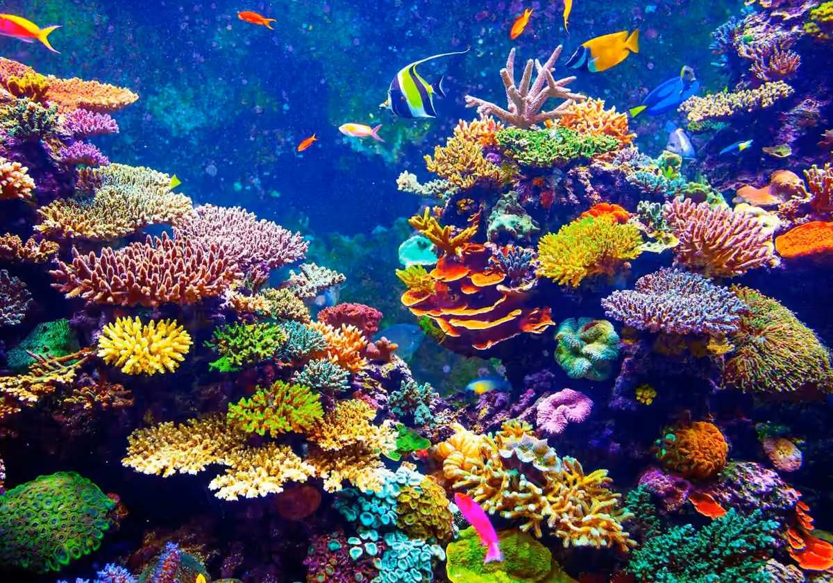 IMARCS - Giant clams vs. corals Their importance to reefs and the greater environment