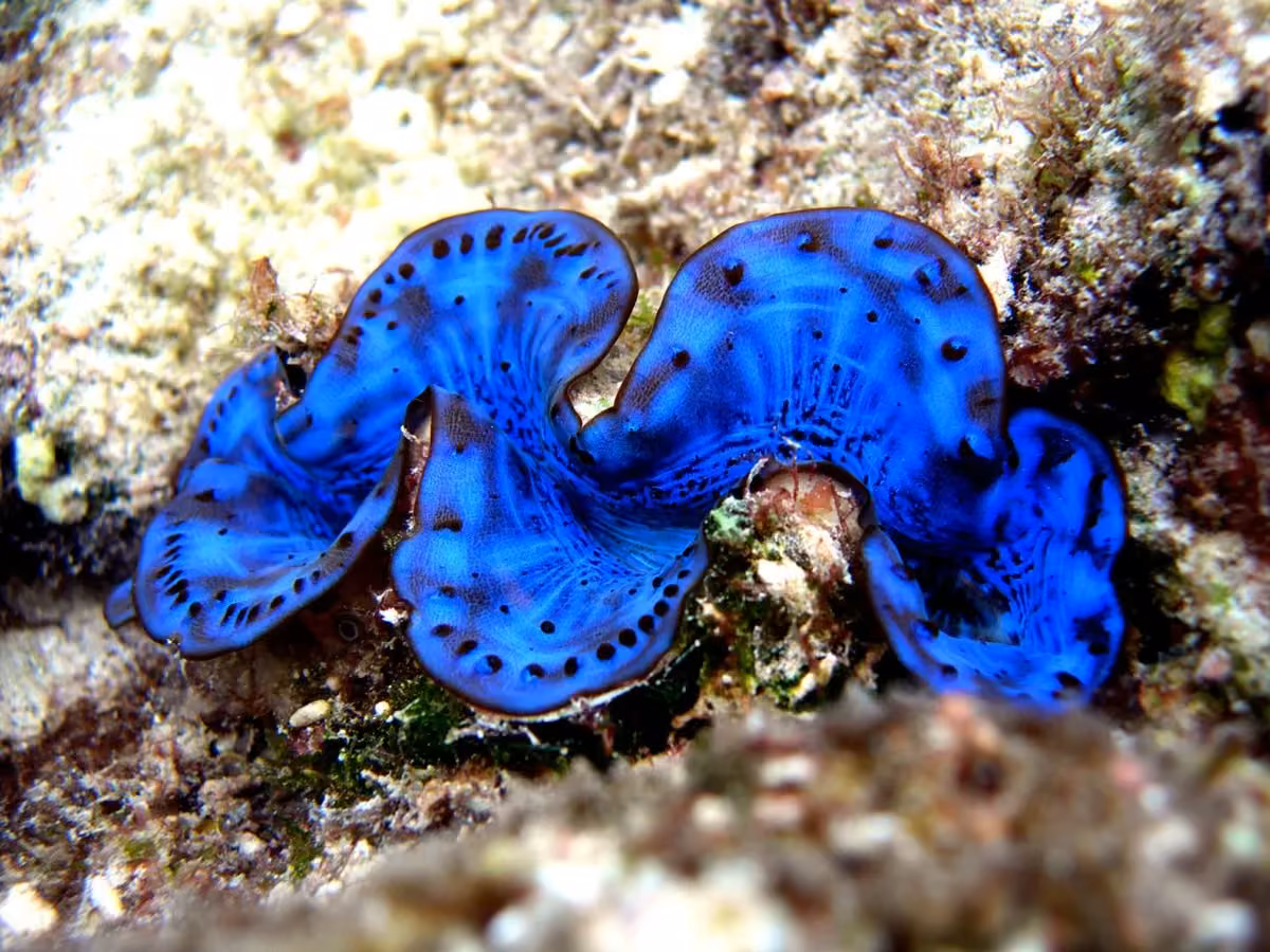 IMARCS-Giant-Clams1