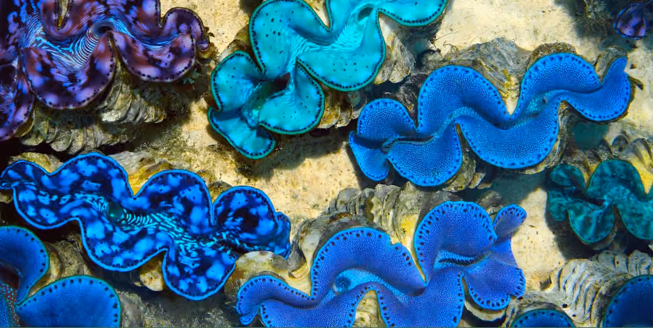 IMARCS-Giant-Clams2