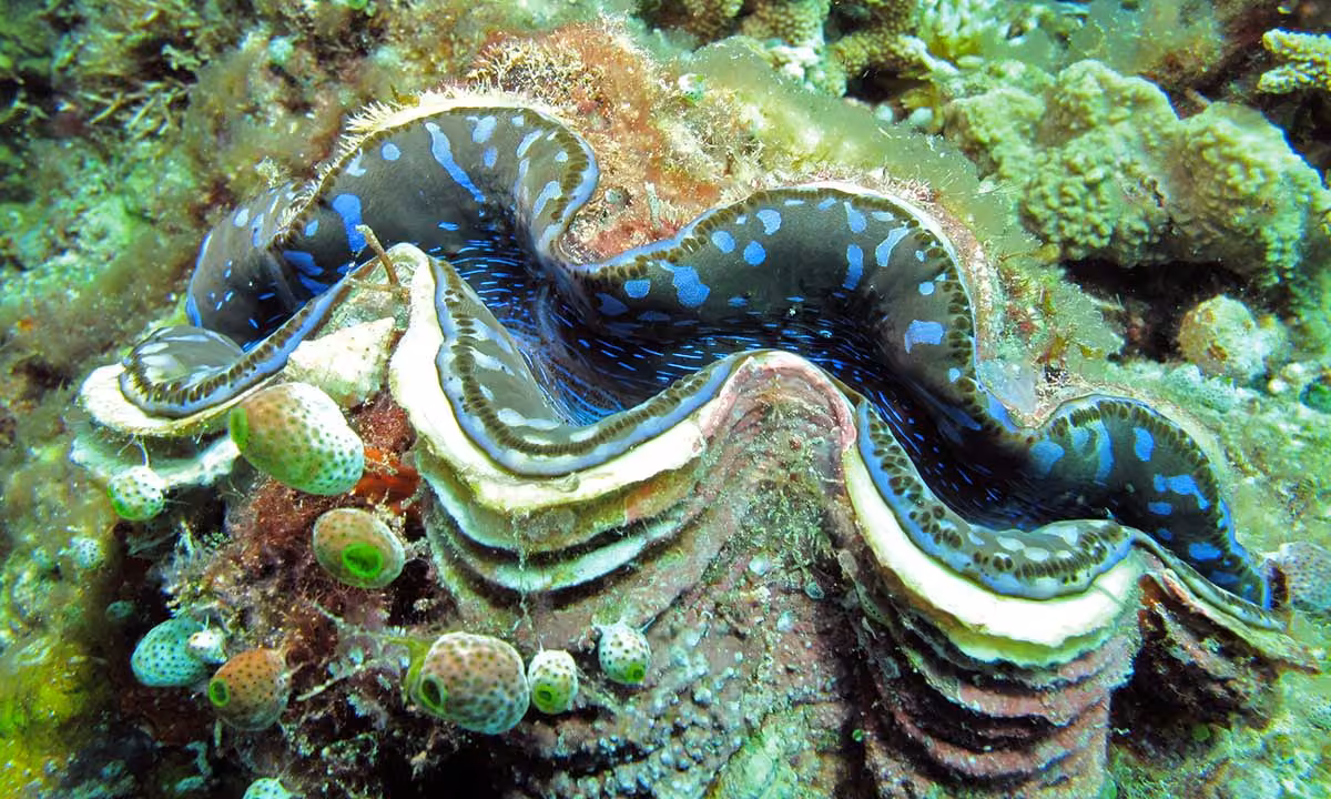 IMARCS_large_giant_clam
