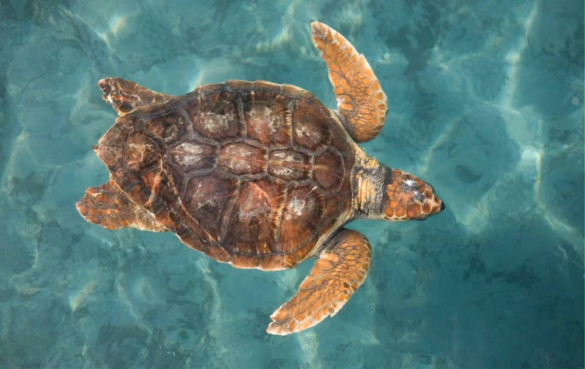 Loggerhead