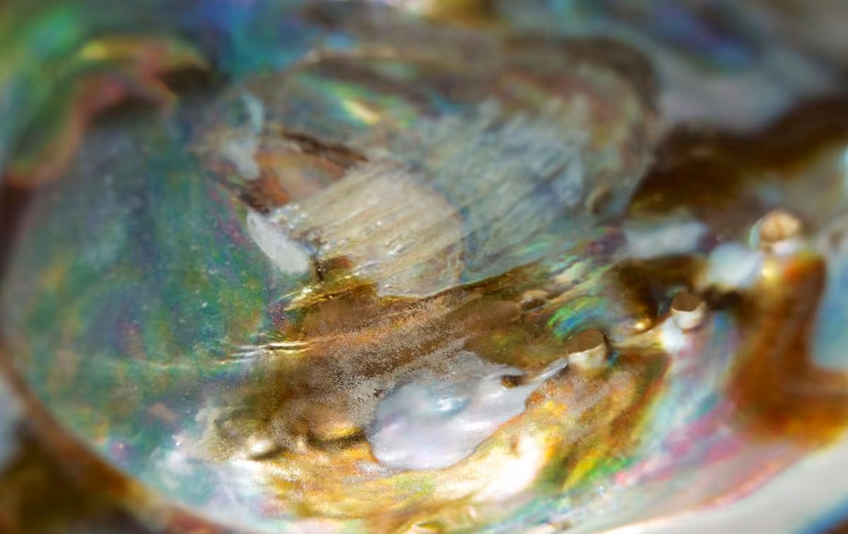 Oysters and the Birth of a Pearl- An Oceanic Marvel
