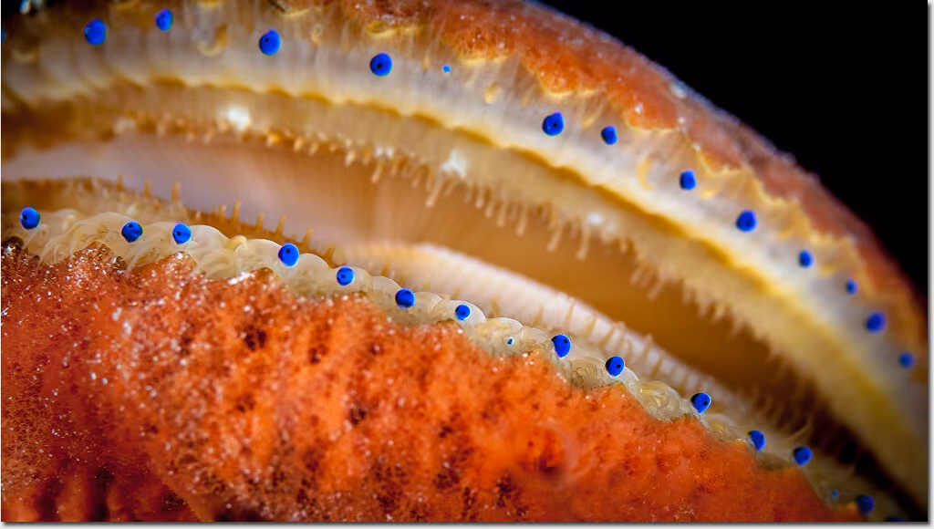 Studies claiming clam or bivalve aquaculture does not result in net carbon sequestration