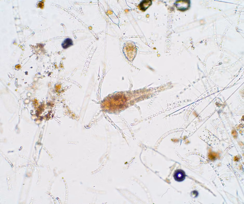 The-Power-of-Phytoplankton