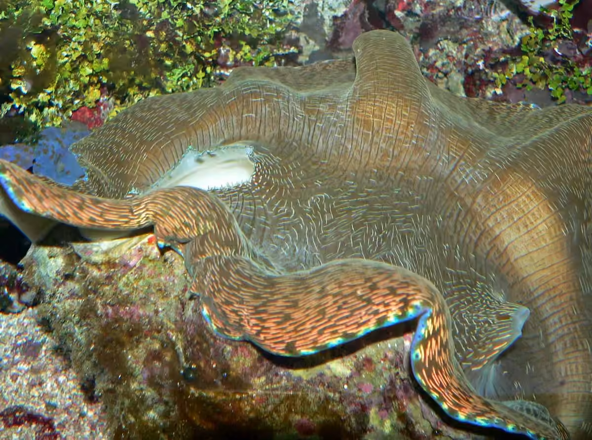 Tridacna-Derasa