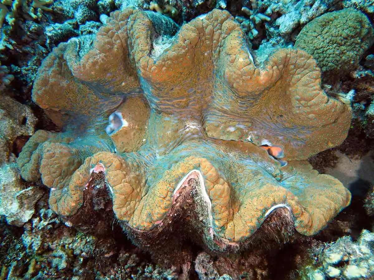 Tridacna-Gigas
