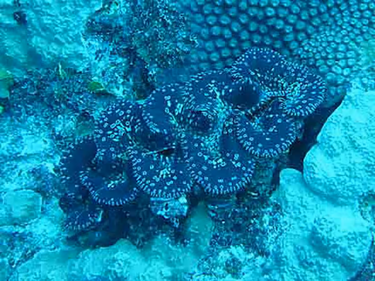Tridacna-Noae-1