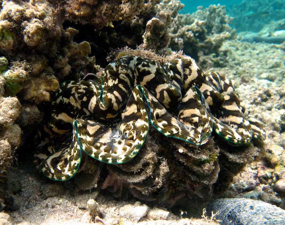 Tridacna-Squamosa