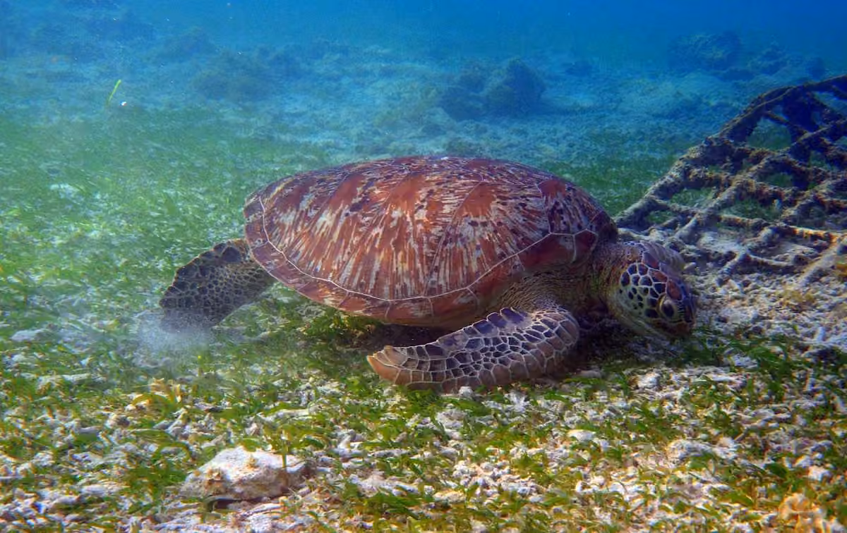 What-is-Seagrass---2