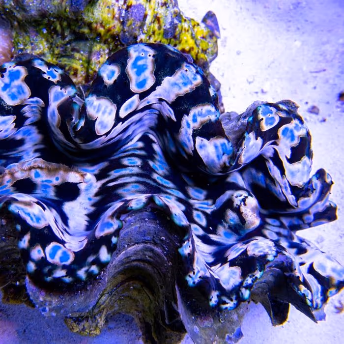 A giant clam at the IMARCS facility