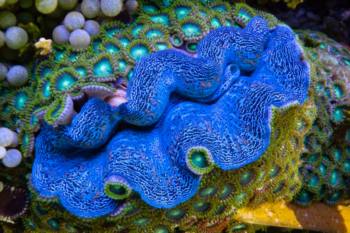 Giant clams in an IMARCS aquarium