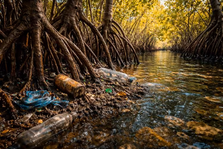 Mangroves along a coastline at low tide